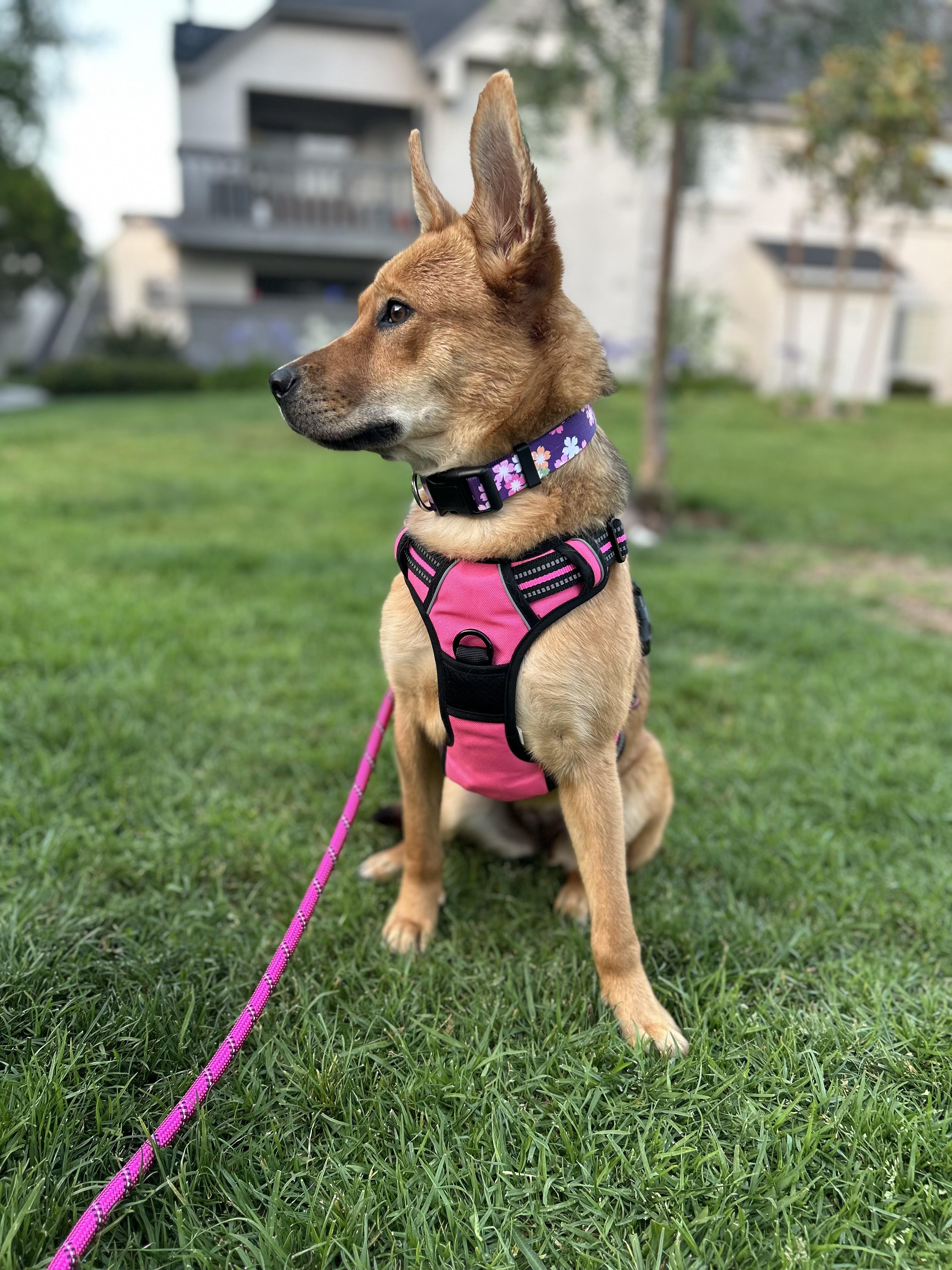 Enlarge Gigi, a Adoptable mixed breed in Santa Ana, CA image 2/6