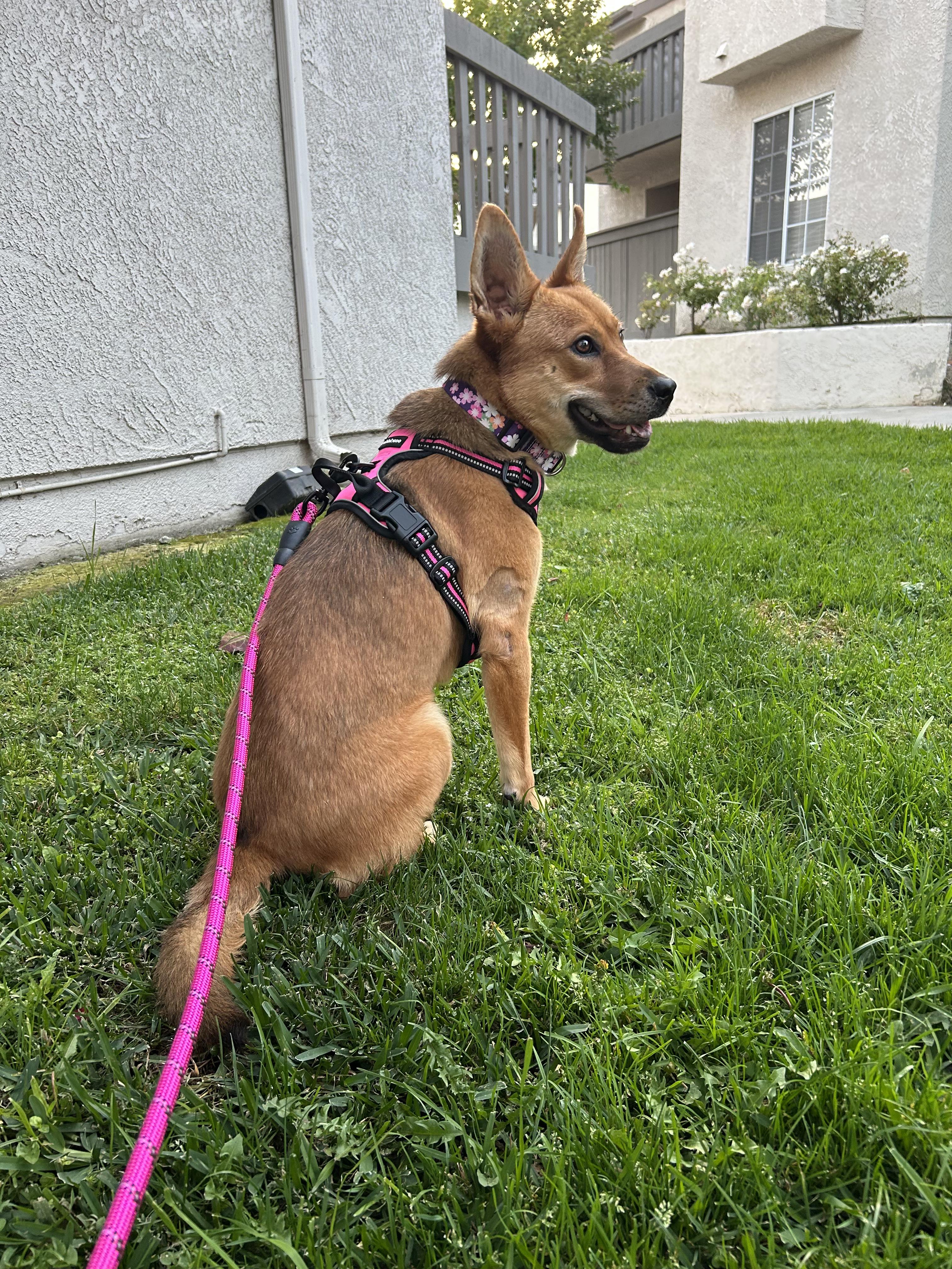 Enlarge Gigi, a Adoptable mixed breed in Santa Ana, CA image 3/6