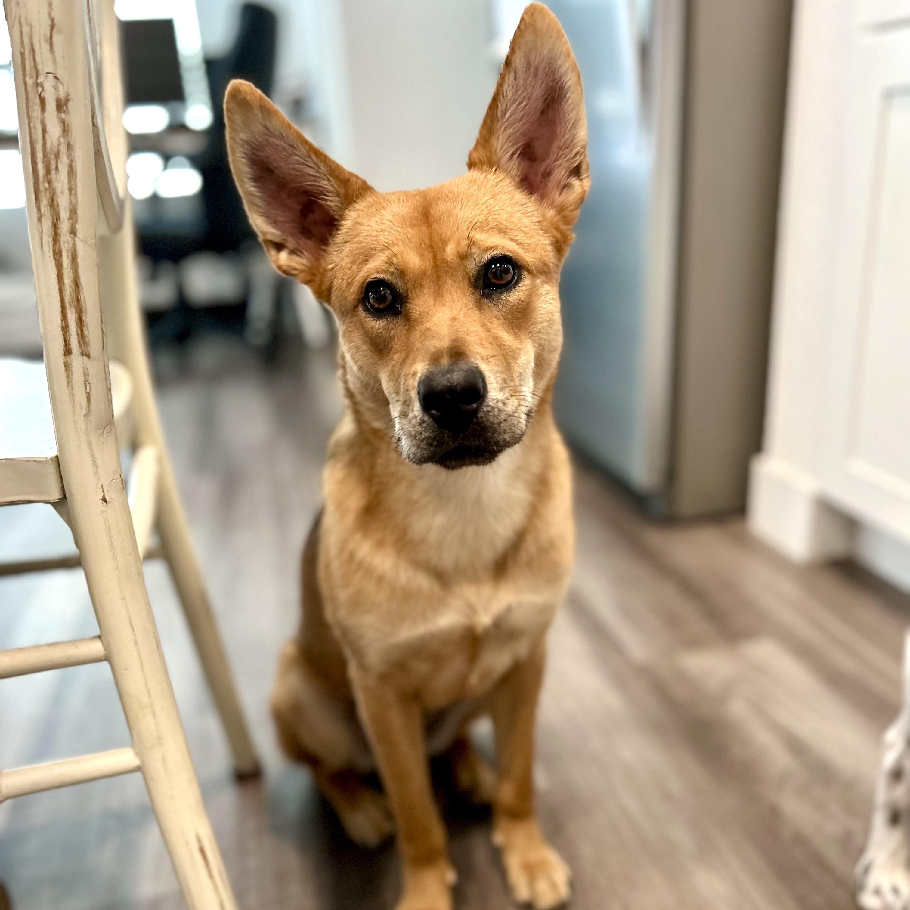 Enlarge Gigi, a Adoptable mixed breed in Santa Ana, CA image 3/6