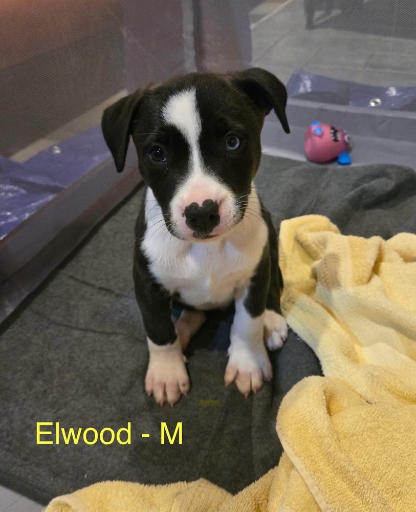 Elwood, Adoptable, Puppy Male Pit Bull Terrier.