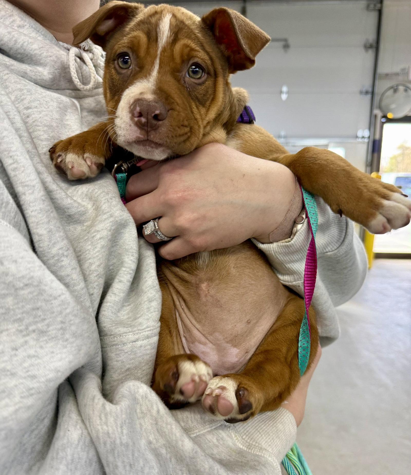 Julie, Adopted, Young Female Mixed Breed.