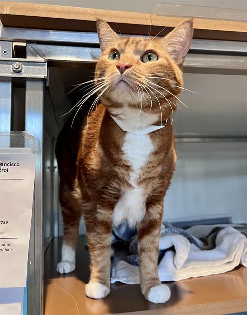 Enlarge MARTY, a Adoptable Domestic Short Hair in San Francisco, CA image 1/1