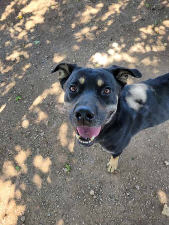 Duchess, Adoptable, Adult Female German Shepherd Dog & Rottweiler.