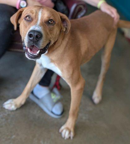 Enlarge Compton, a Adoptable mixed breed in La Harpe, KS image 1/3