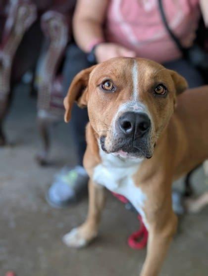 Enlarge Compton, a Adoptable mixed breed in La Harpe, KS image 2/3