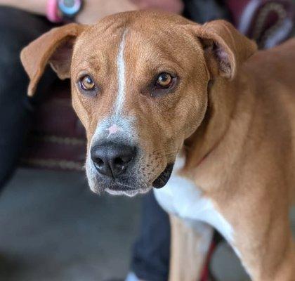 Enlarge Compton, a Adoptable mixed breed in La Harpe, KS image 3/3
