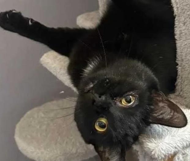 Bliss, ADOPTABLE, Adult Female Domestic Short Hair.
