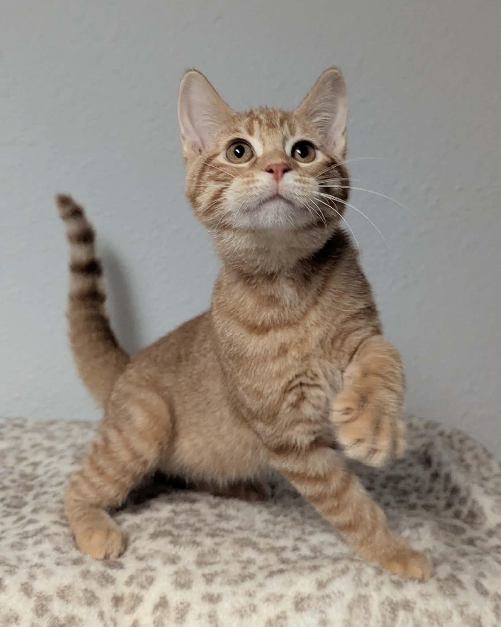 Sadie, ADOPTABLE, Kitten Female Domestic Short Hair.