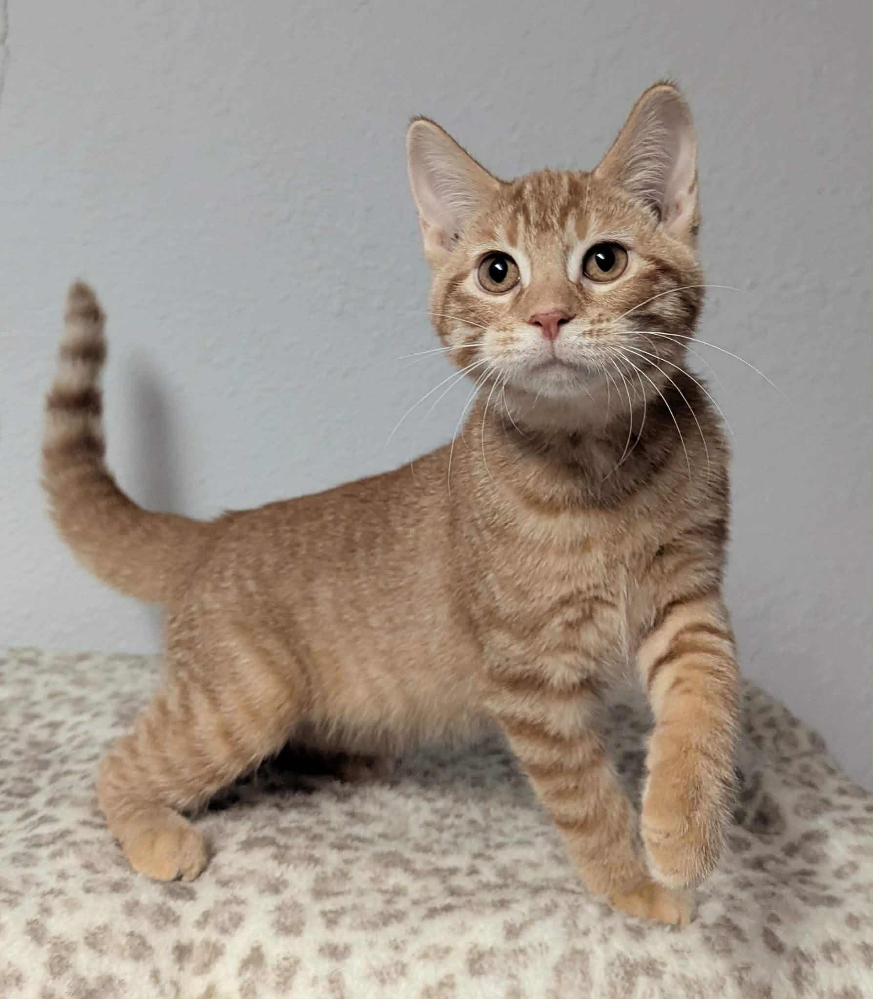 Sadie, a ADOPTABLE Domestic Short Hair in Little Falls, MN image 3/3