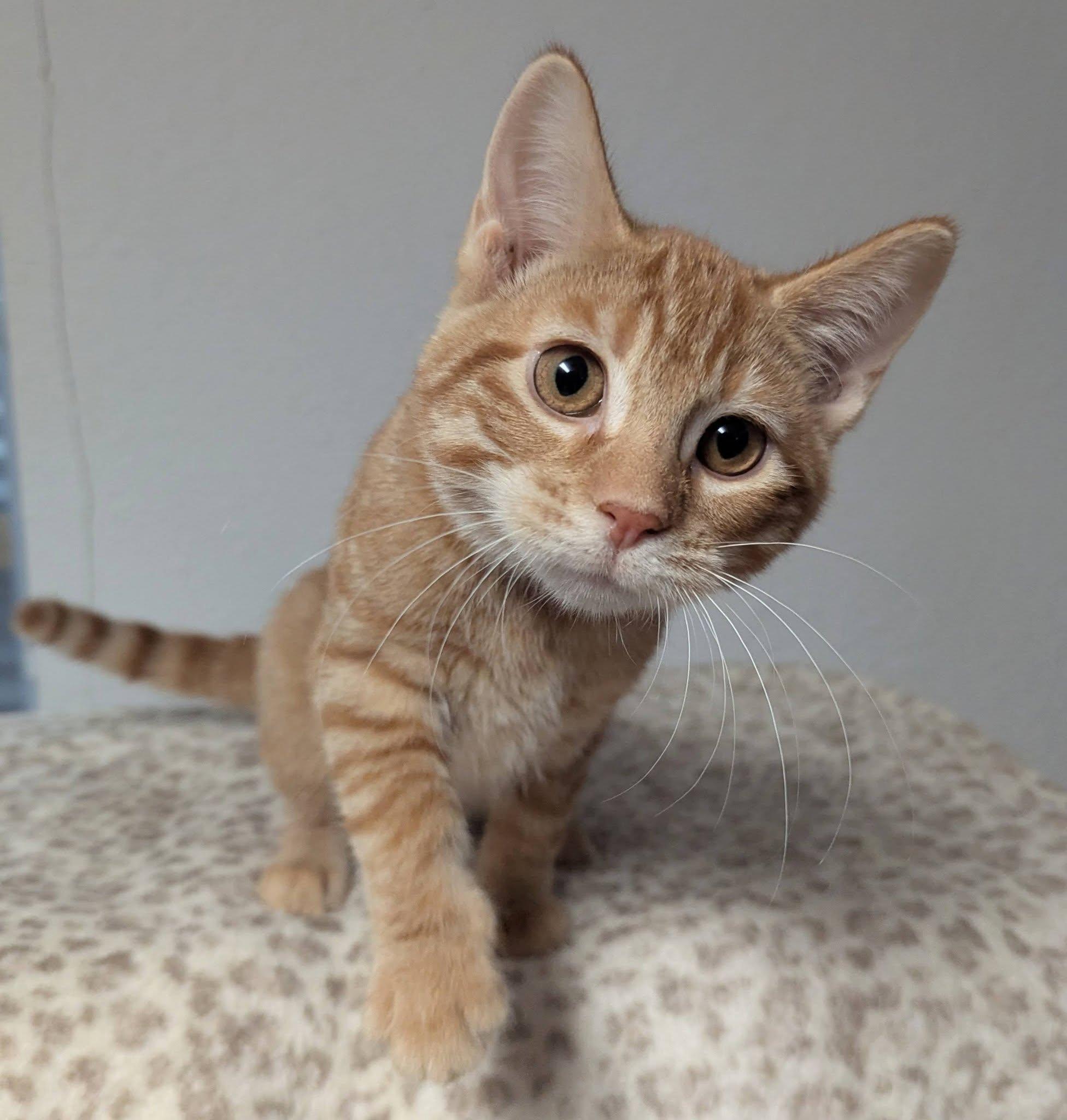 Sadie, a ADOPTABLE Domestic Short Hair in Little Falls, MN image 2/3