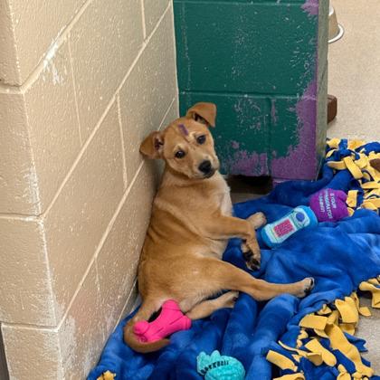 Diamond — thumbnail 3