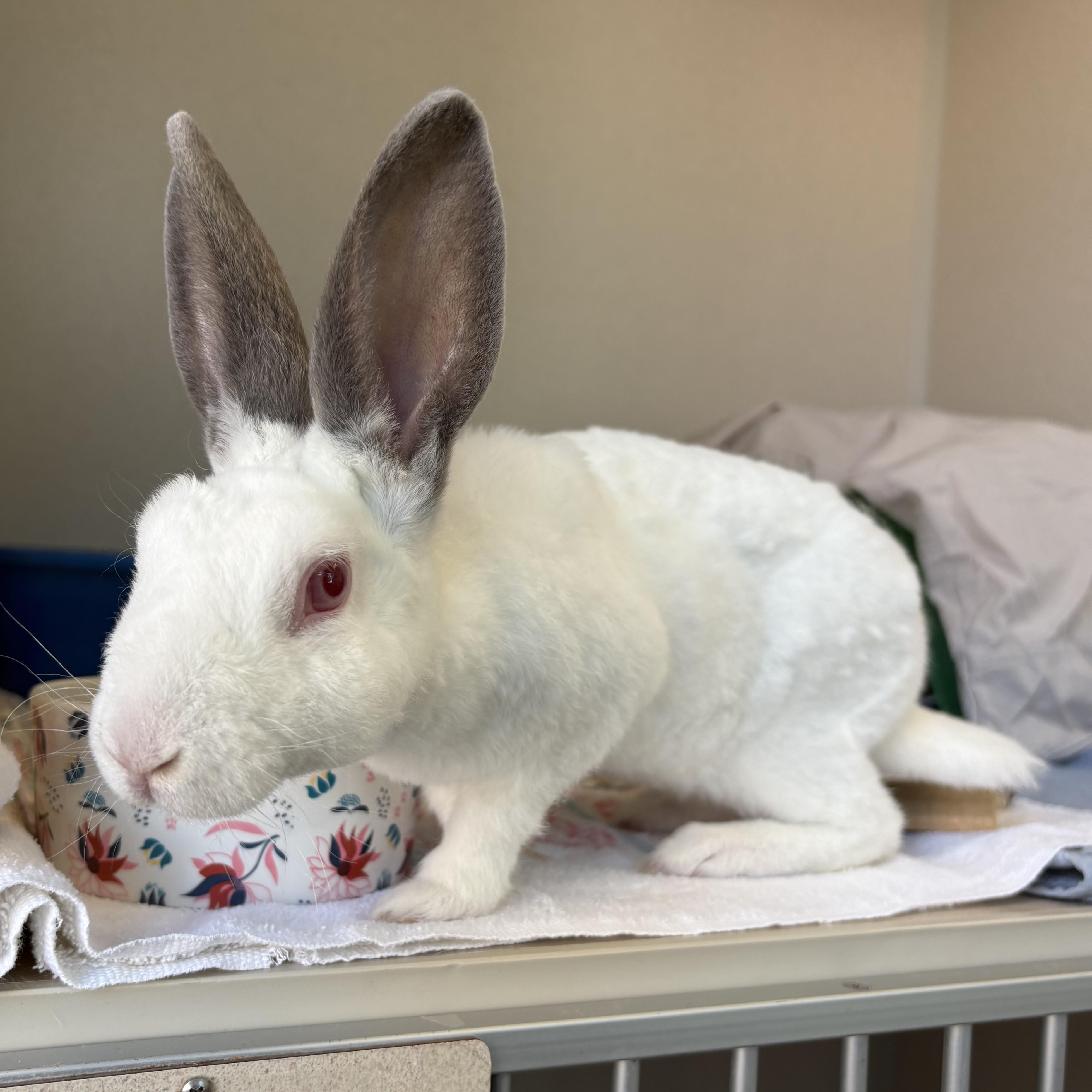 Enlarge Tiny Tina Tuppence, a Adoptable Bunny Rabbit in Eatontown, NJ image 1/3