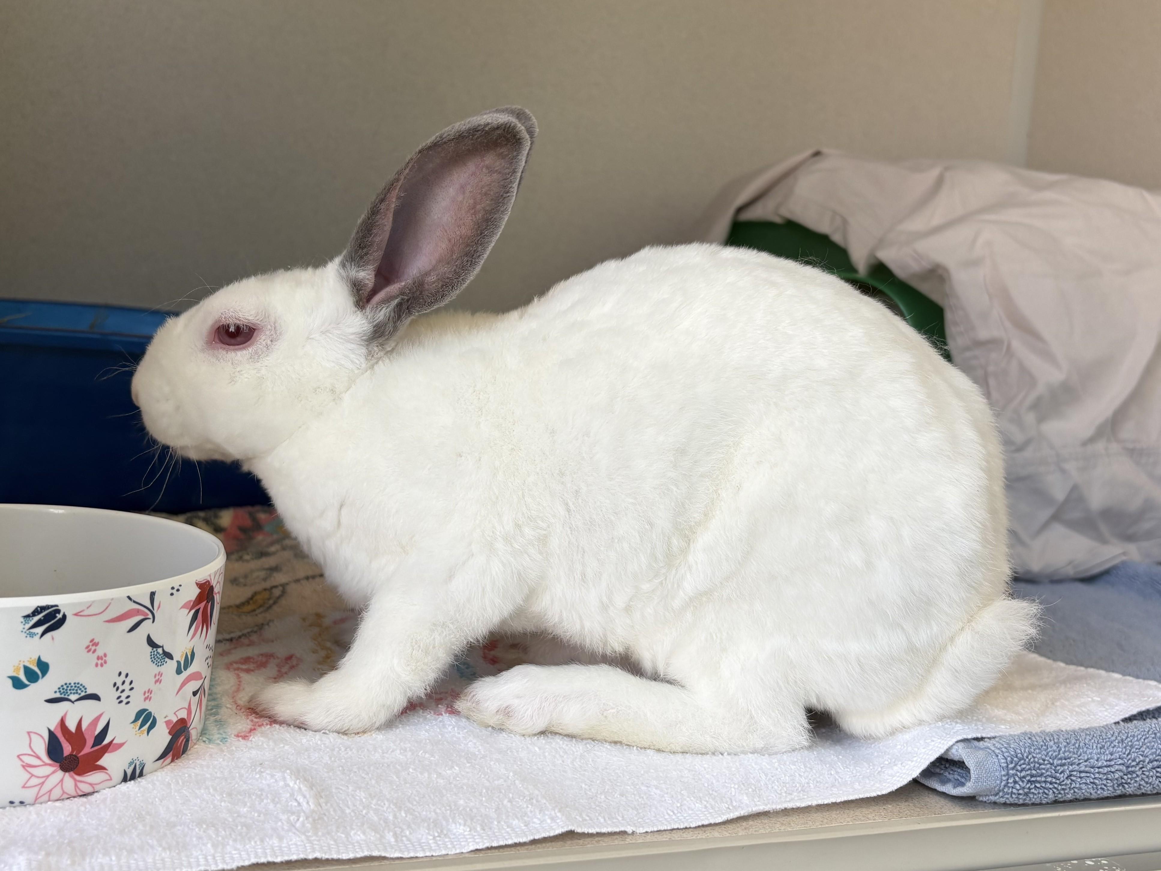 Enlarge Tiny Tina Tuppence, a Adoptable Bunny Rabbit in Eatontown, NJ image 2/3