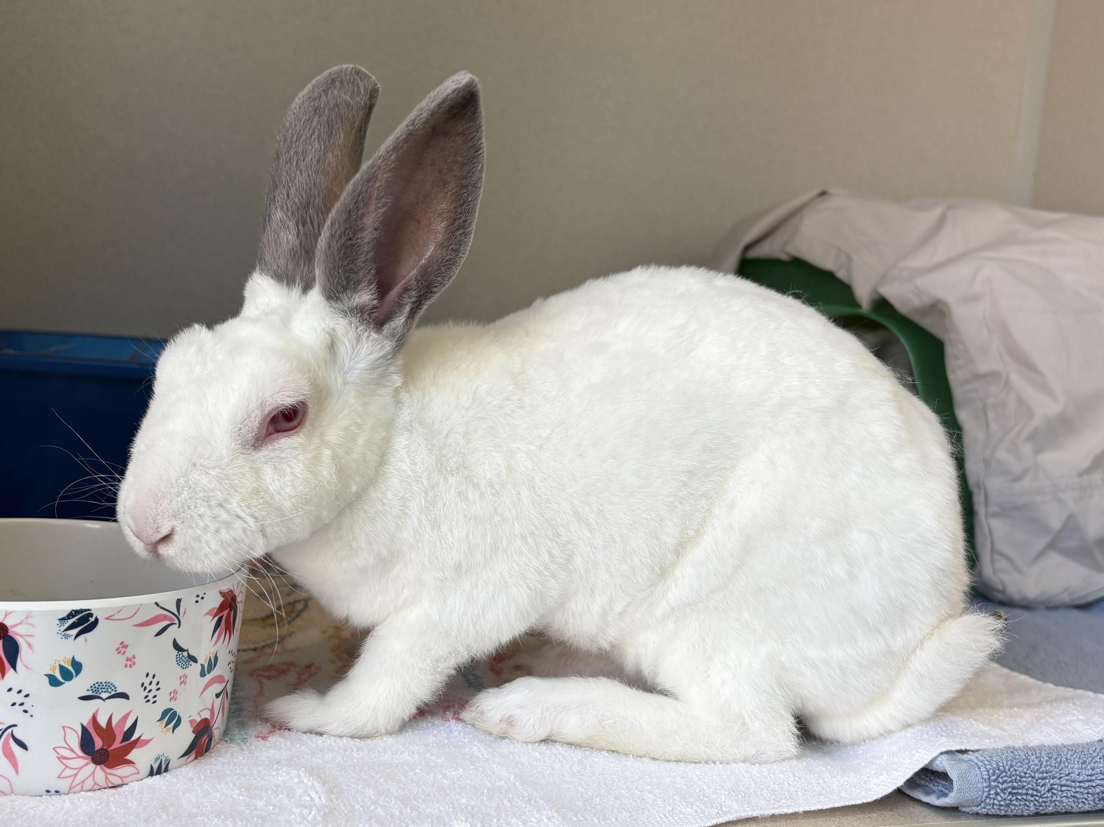 Enlarge Tiny Tina Tuppence, a Adoptable Bunny Rabbit in Eatontown, NJ image 3/3