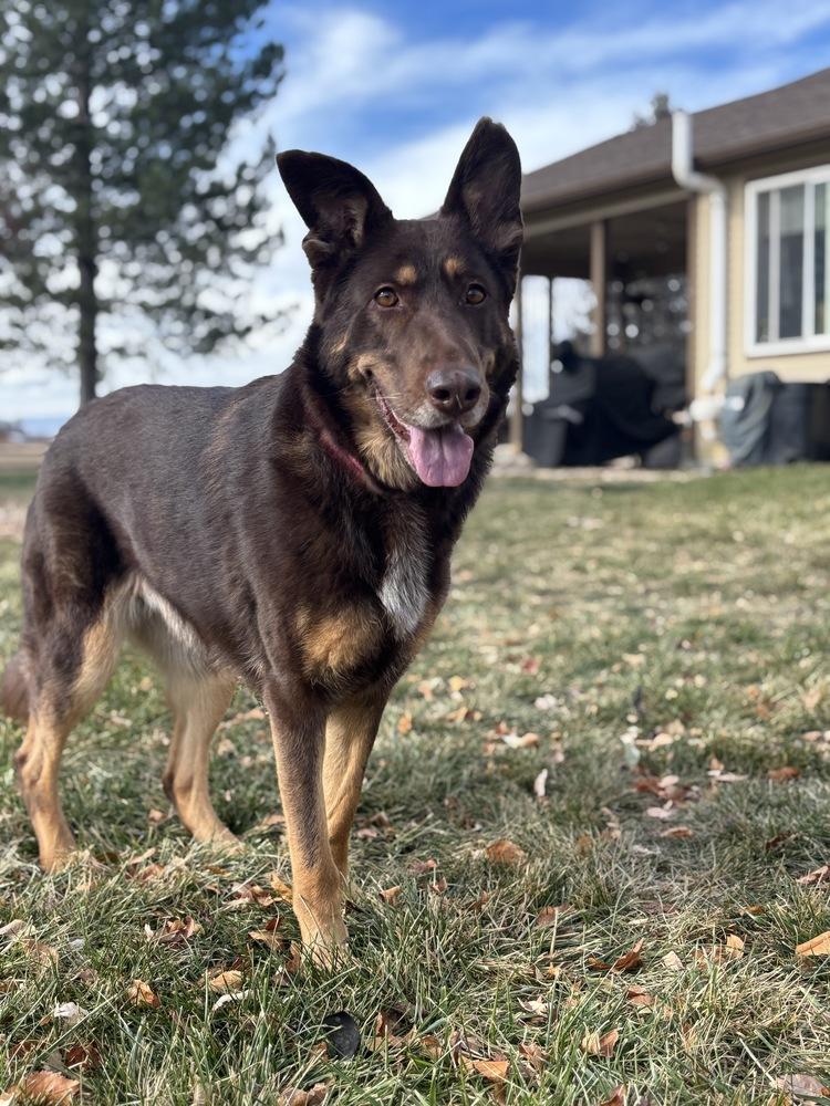 Calina, Adoptable, Adult Female German Shepherd Dog.