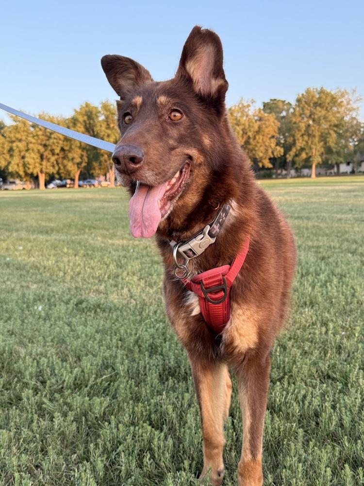Calina, a Adoptable German Shepherd Dog in Denver, CO image 2/6