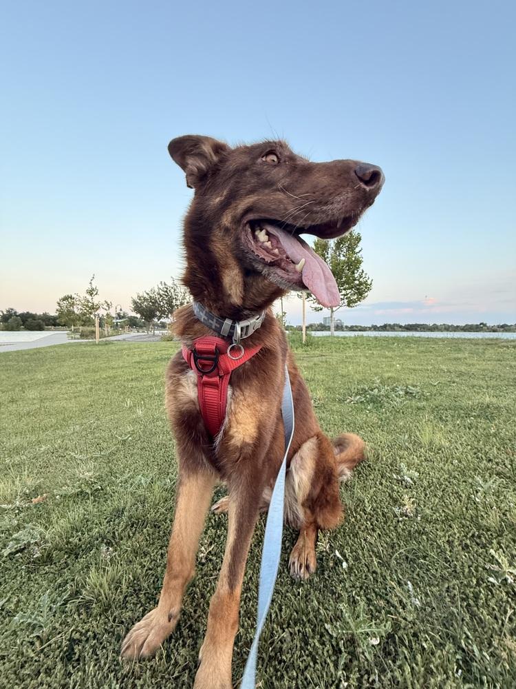 Calina, a Adoptable German Shepherd Dog in Denver, CO image 4/6