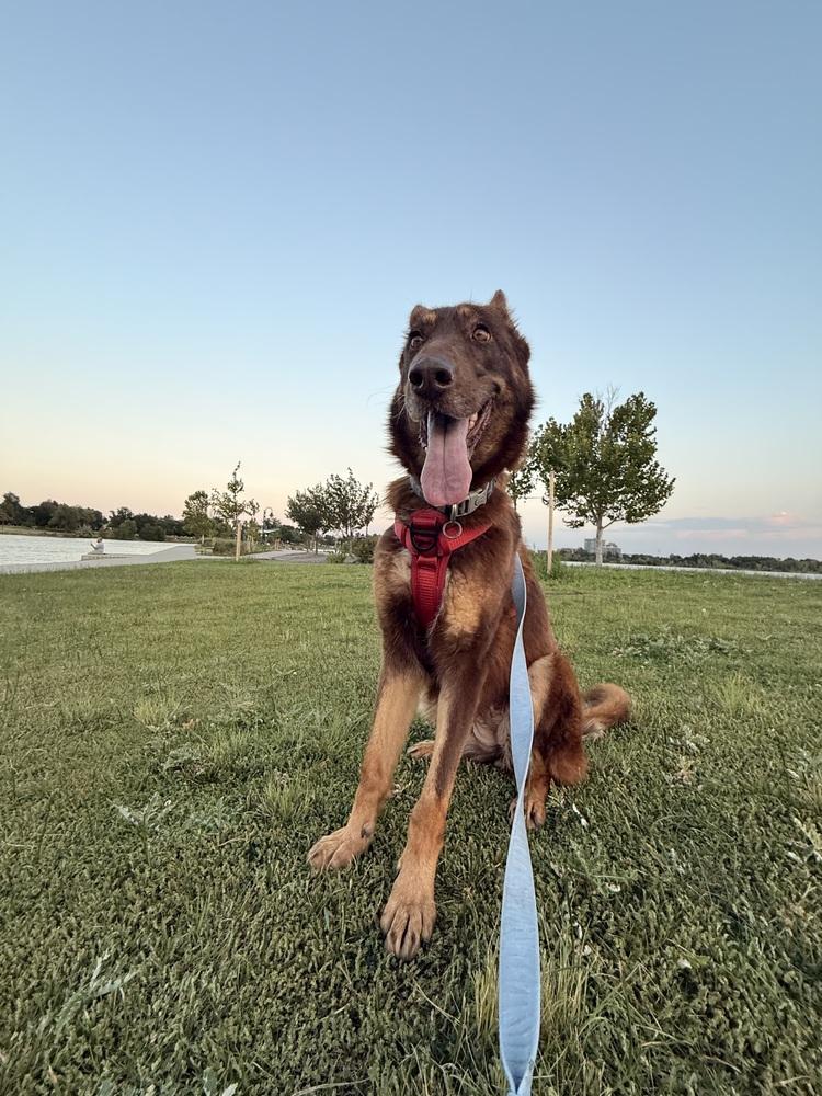 Calina, a Adoptable German Shepherd Dog in Denver, CO image 5/6