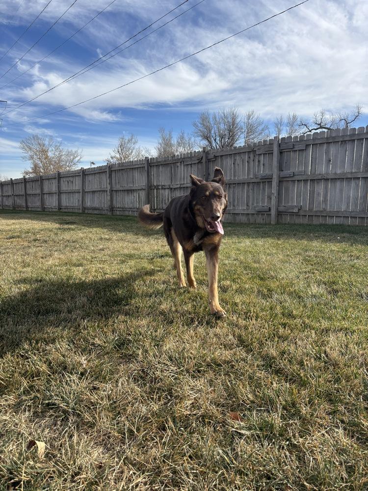 Calina, a Adoptable German Shepherd Dog in Denver, CO image 6/6