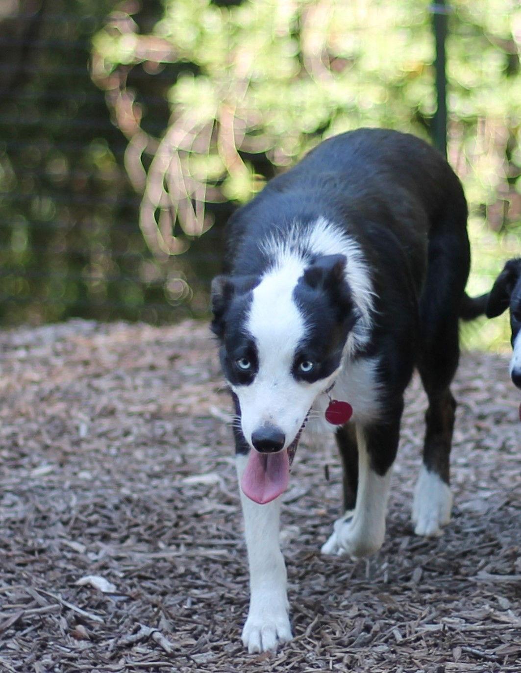Enlarge Belle, a Adopted Border Collie in Paso Robles, CA image 1/2