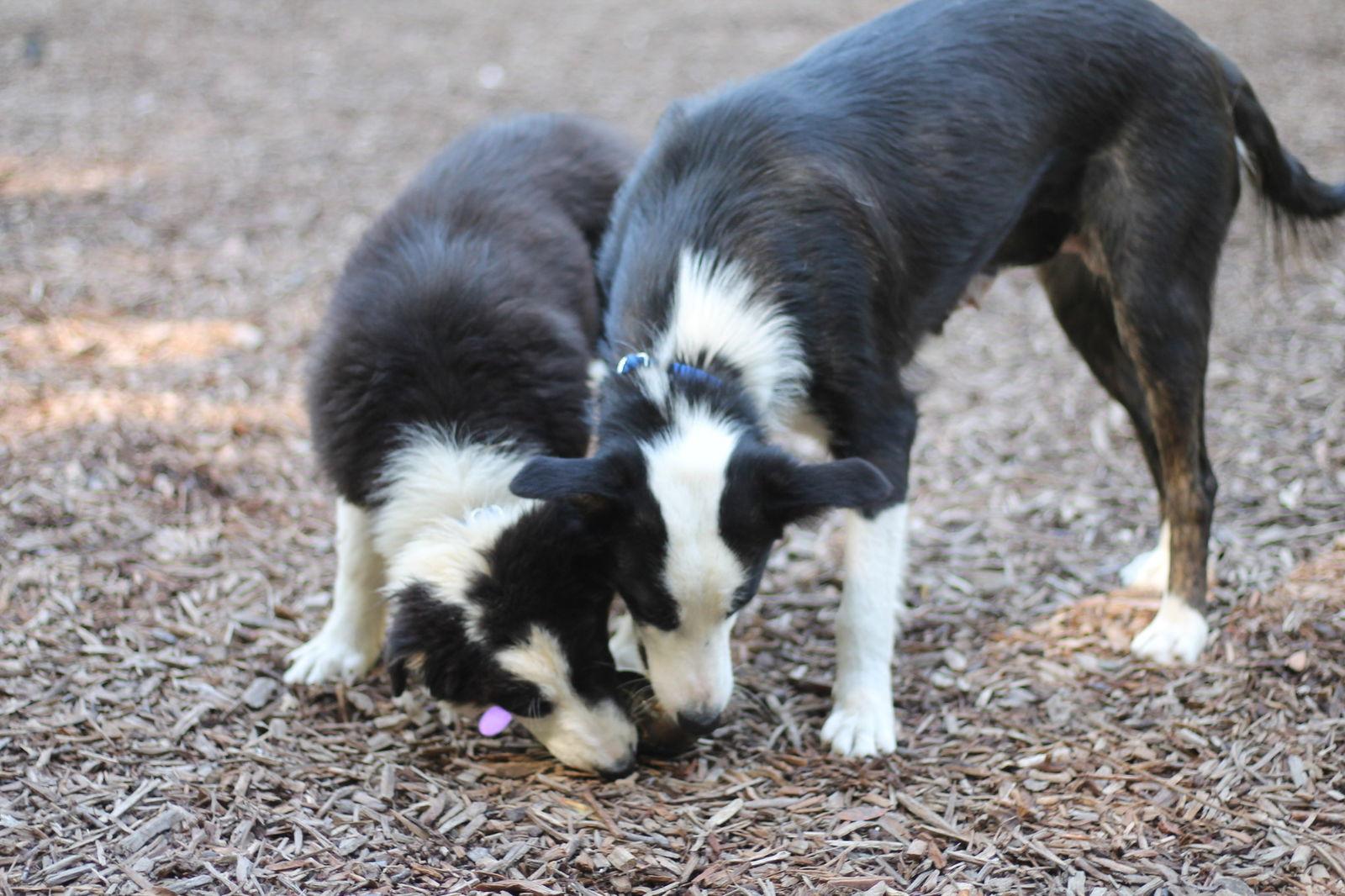 Enlarge Belle, a Adopted Border Collie in Paso Robles, CA image 2/2