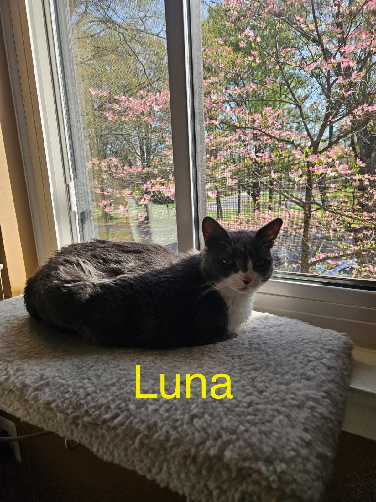 Kiki & Luna - TWO GENTLE SOULS LOOKING FOR ONE PURRRFECT HOME! 2