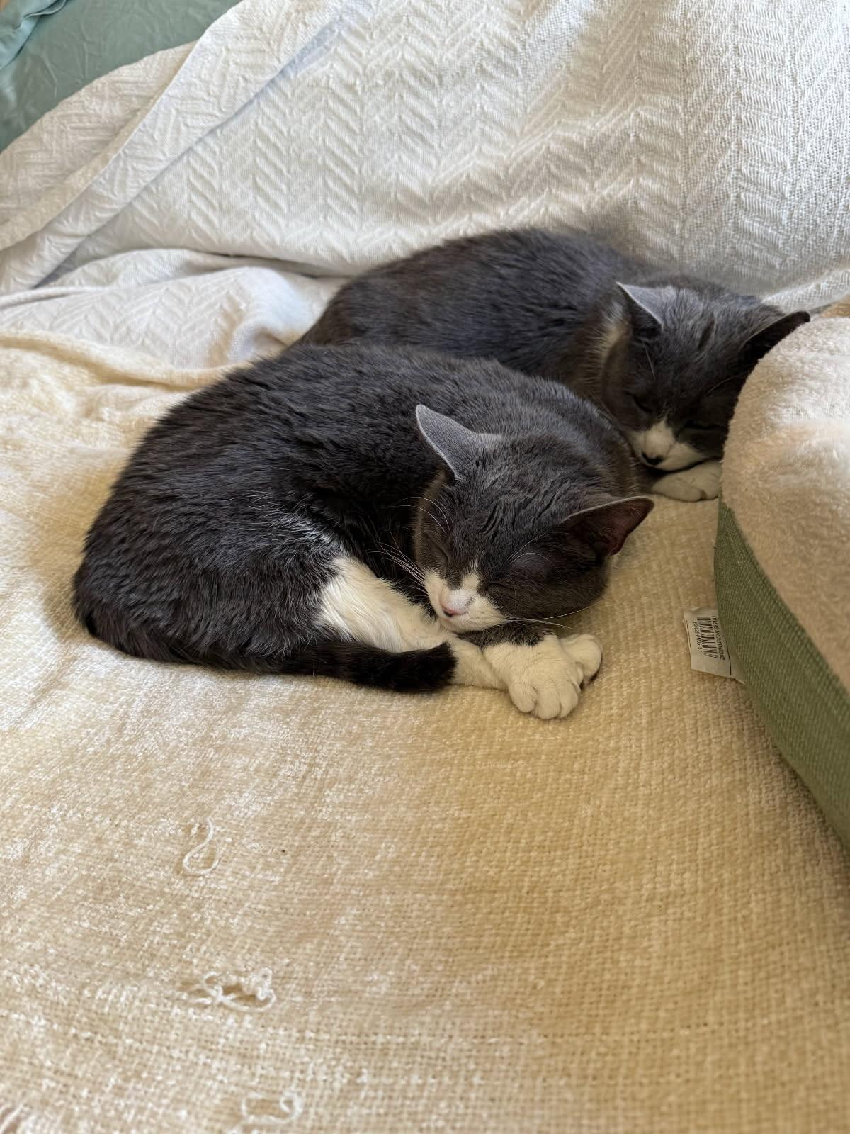 Kiki & Luna - TWO GENTLE SOULS LOOKING FOR ONE PURRRFECT HOME! 5