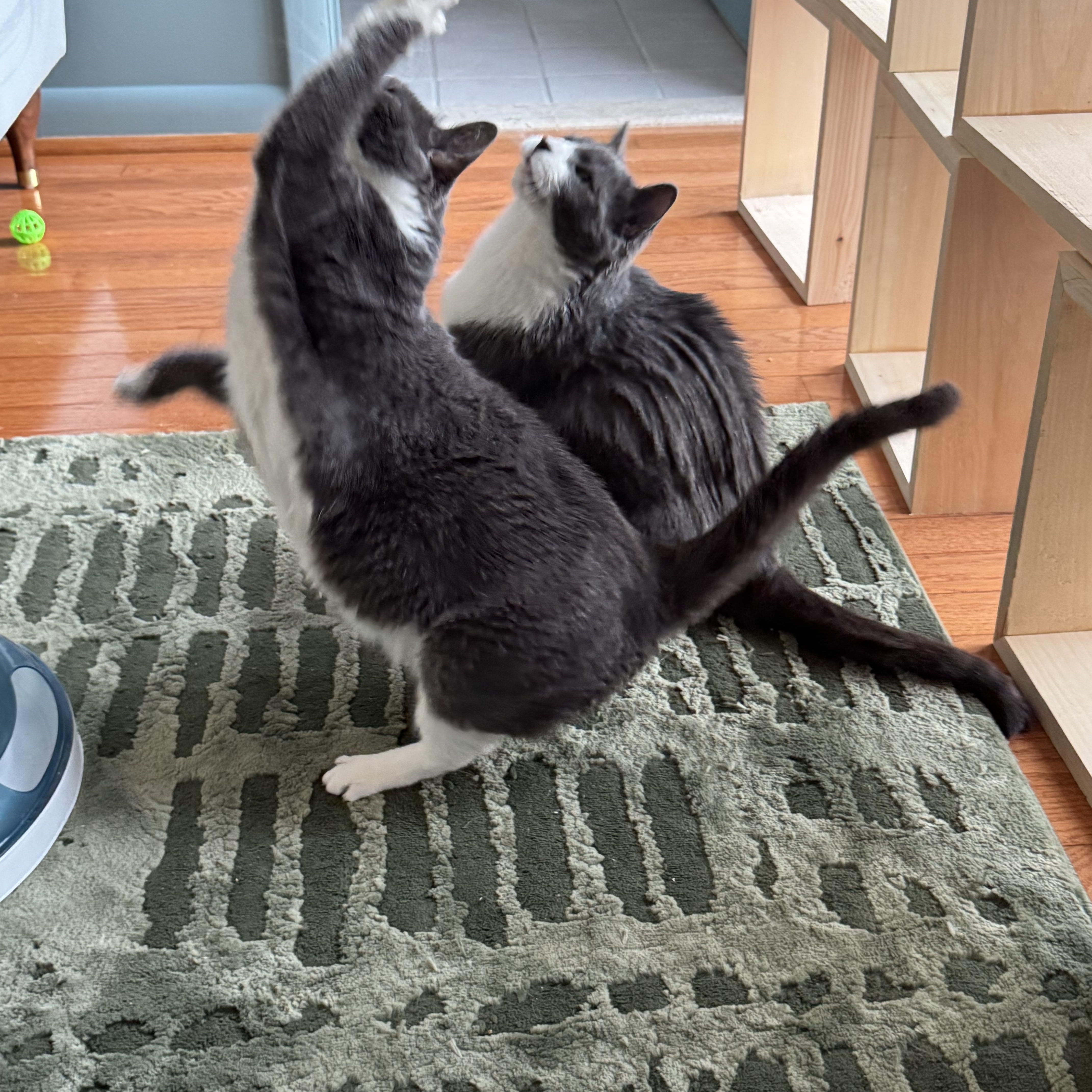 Kiki & Luna - TWO GENTLE SOULS LOOKING FOR ONE PURRRFECT HOME! 6