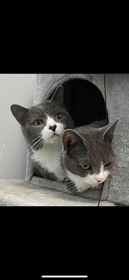 Kiki & Luna - TWO GENTLE SOULS LOOKING FOR ONE PURRRFECT HOME!