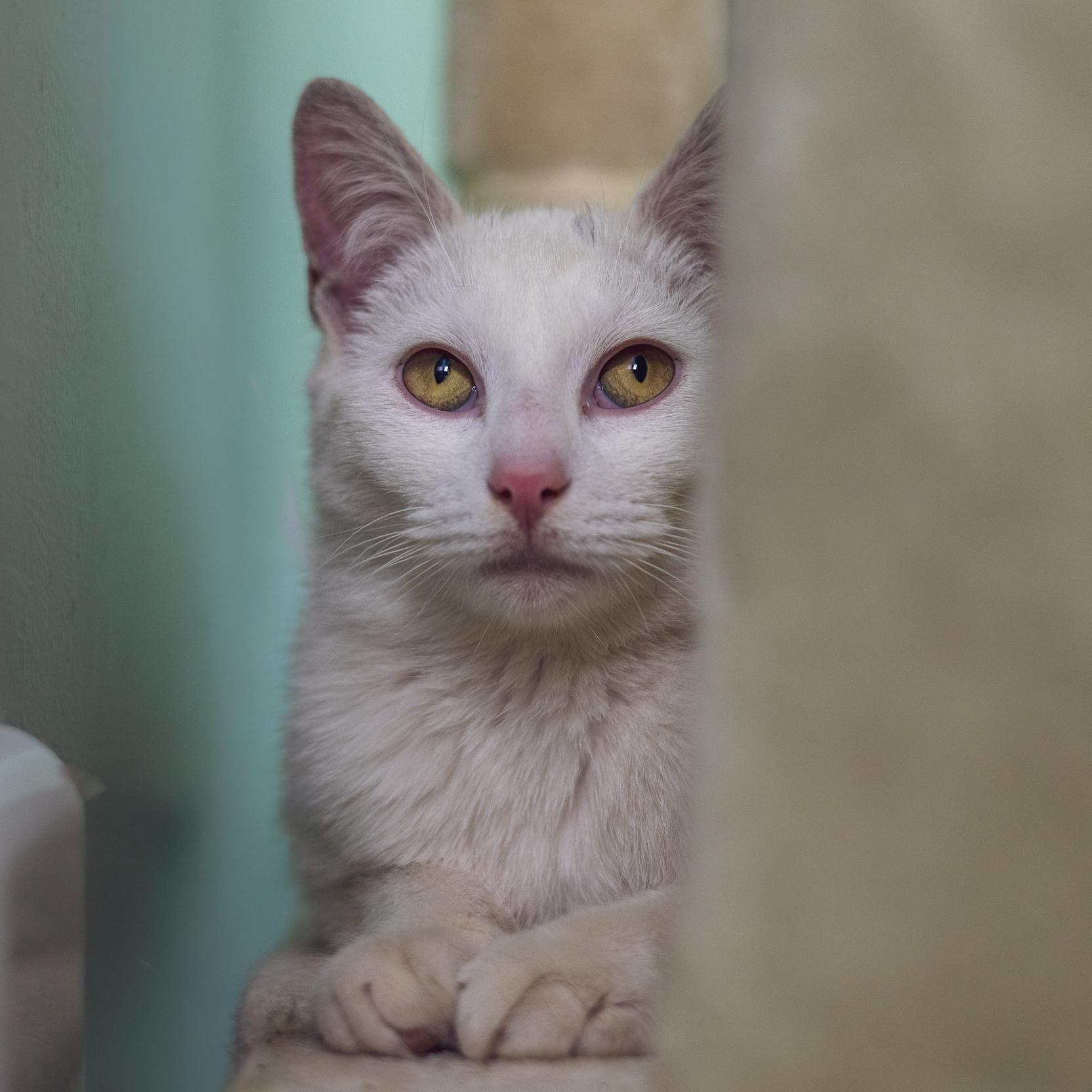 Enlarge Pearl, a ADOPTABLE Domestic Short Hair in Astoria, NY image 4/6