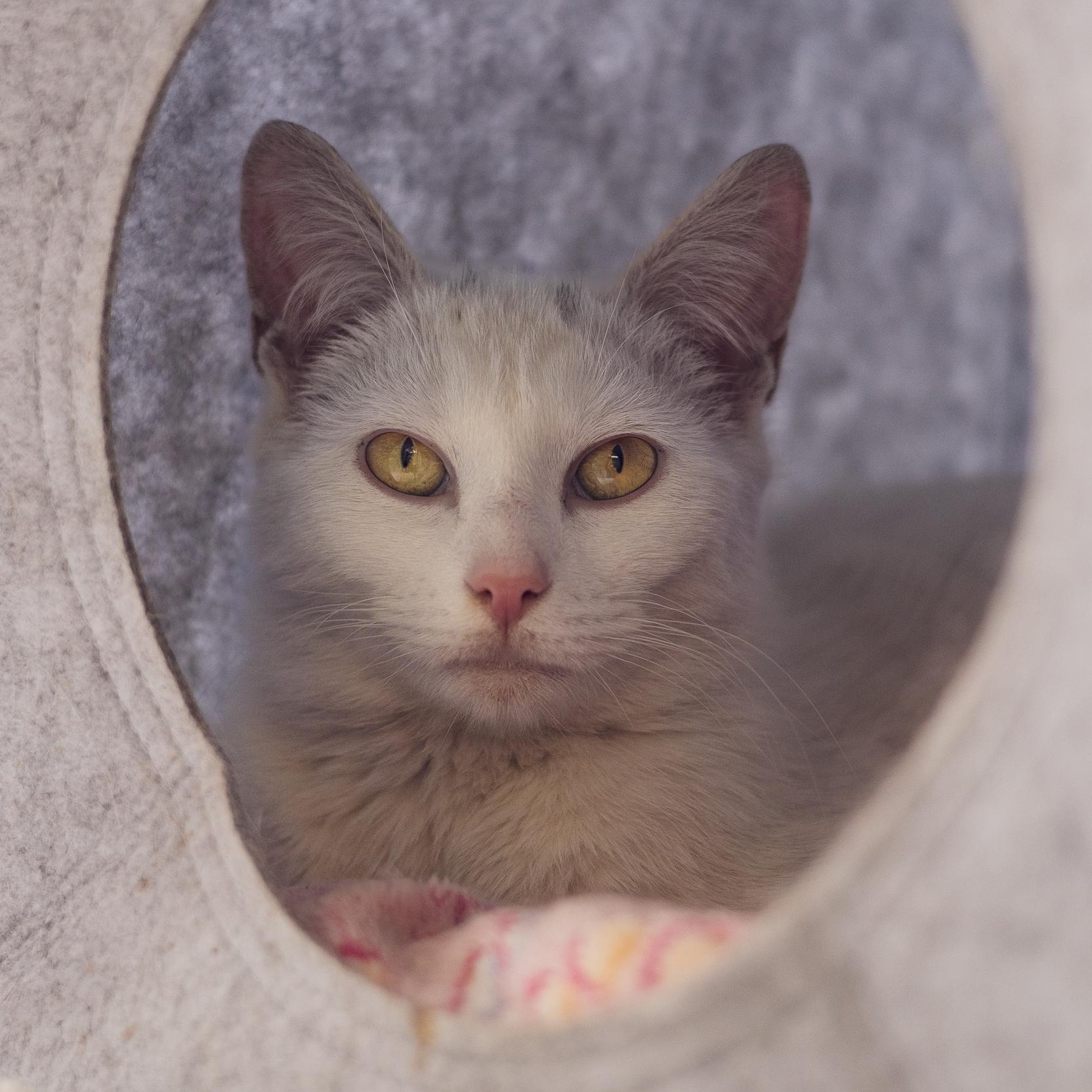 Enlarge Pearl, a ADOPTABLE Domestic Short Hair in Astoria, NY image 6/6