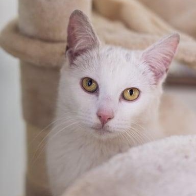 Enlarge Pearl, a ADOPTABLE Domestic Short Hair in Astoria, NY image 1/6