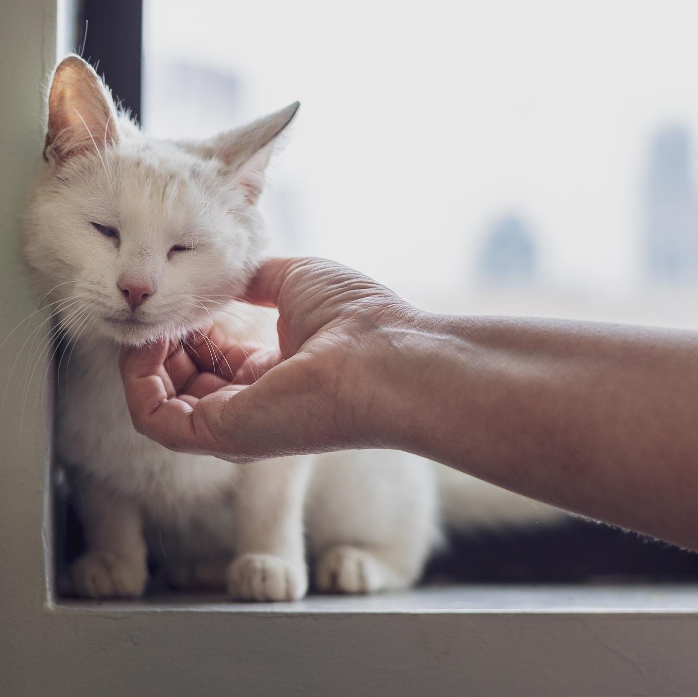 Enlarge Pearl, a ADOPTABLE Domestic Short Hair in Astoria, NY image 2/6