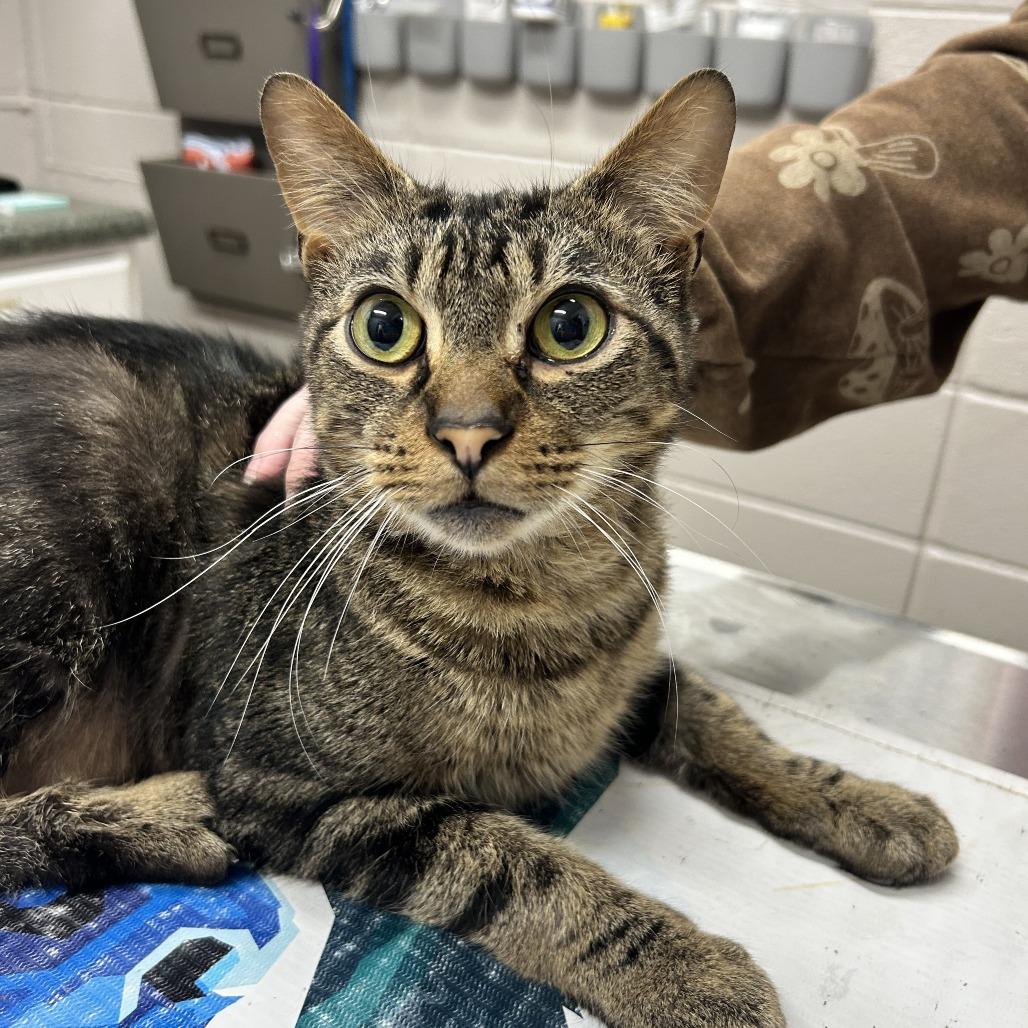 Eli, Adoptable, Senior Male Domestic Short Hair.