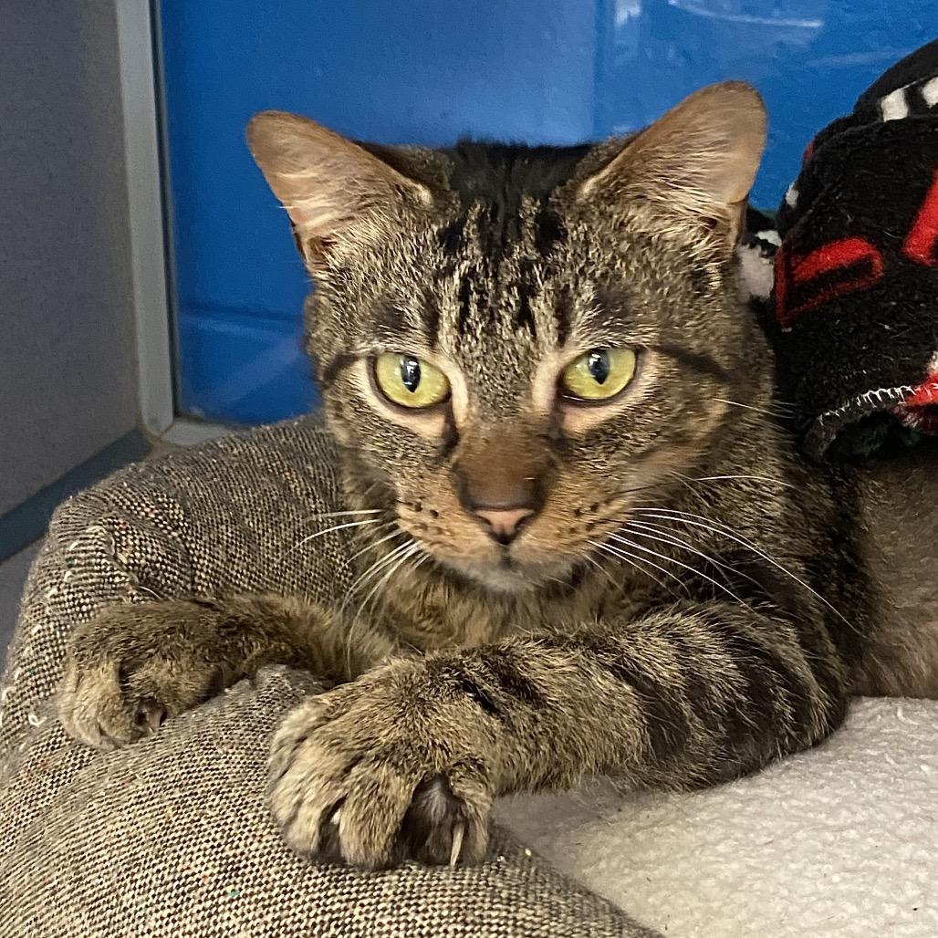 Enlarge Eli, a Adoptable Domestic Short Hair in Huntsville, AL image 2/4