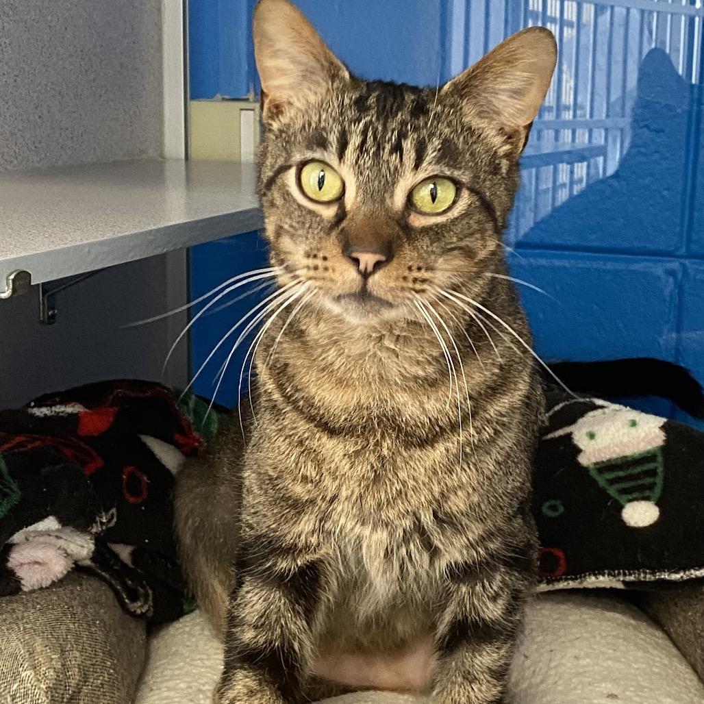 Enlarge Eli, a Adoptable Domestic Short Hair in Huntsville, AL image 4/4