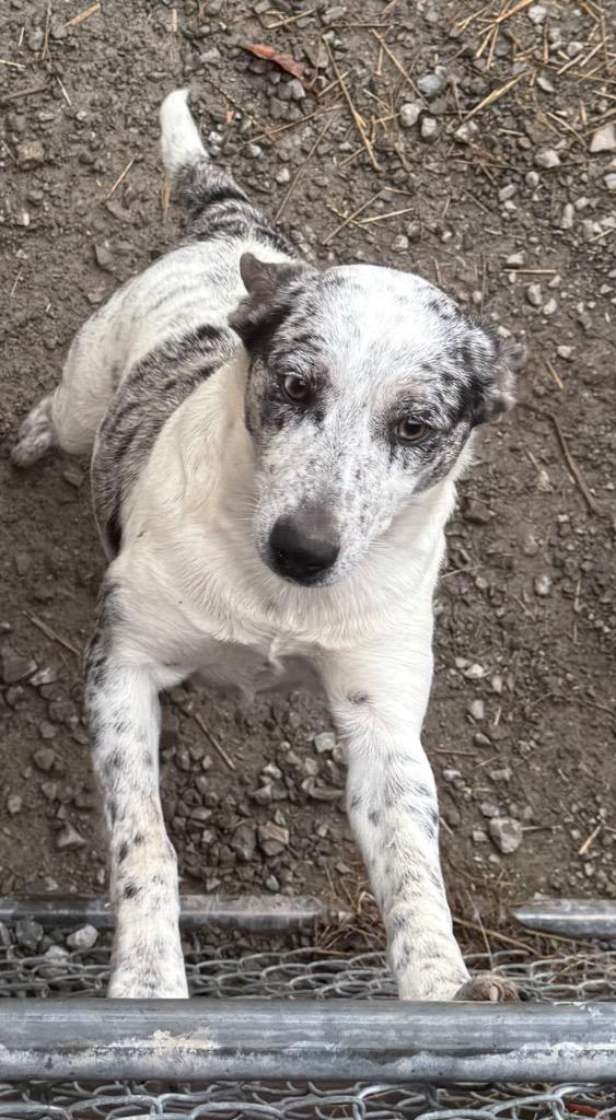 Merry, Adoptable, Young Female Australian Cattle Dog / Blue Heeler & Mixed Breed.