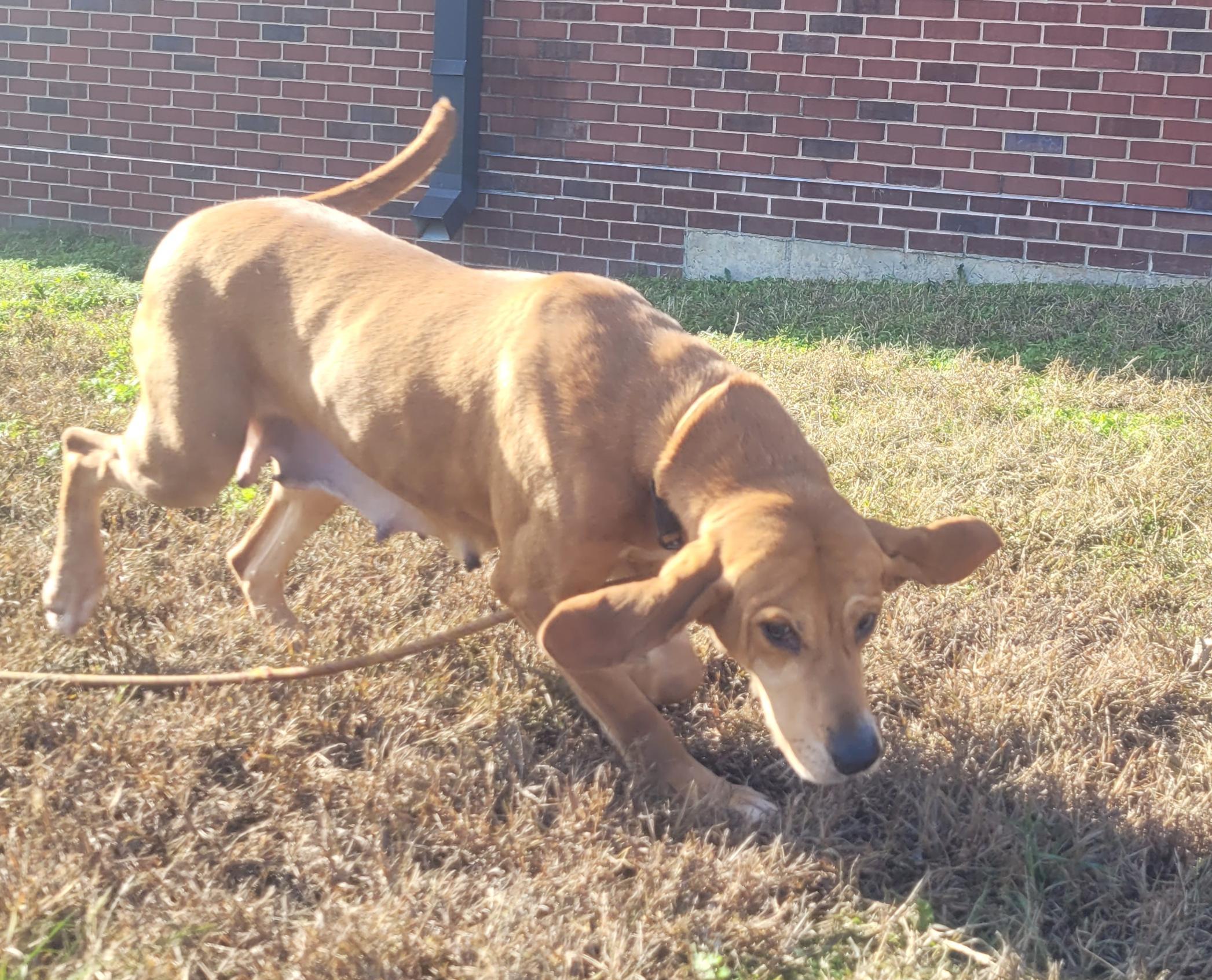 Buttercup, Adoptable, Adult Female Coonhound.