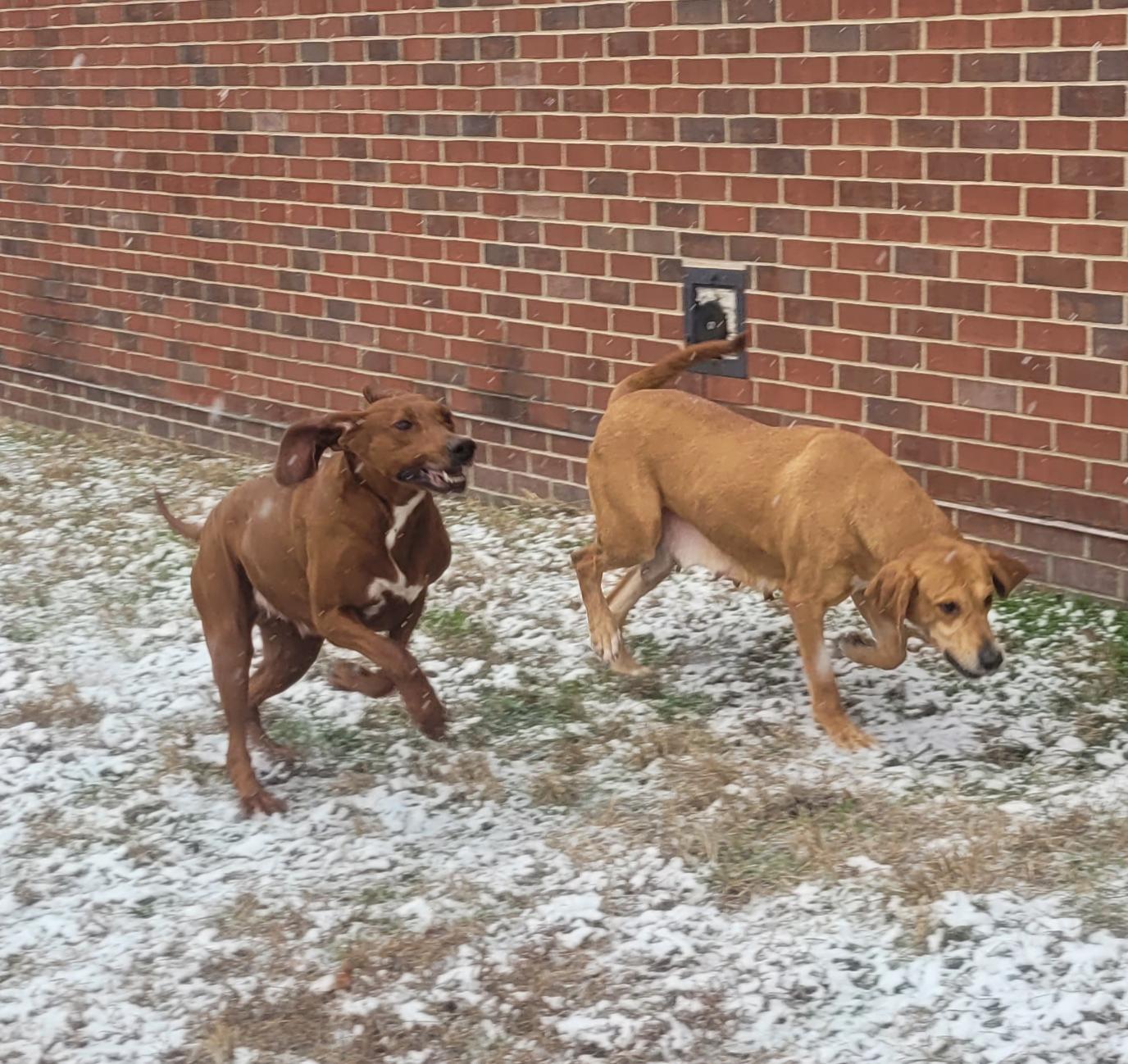 Enlarge Buttercup, a Adoptable mixed breed in Indianapolis , IN image 2/5