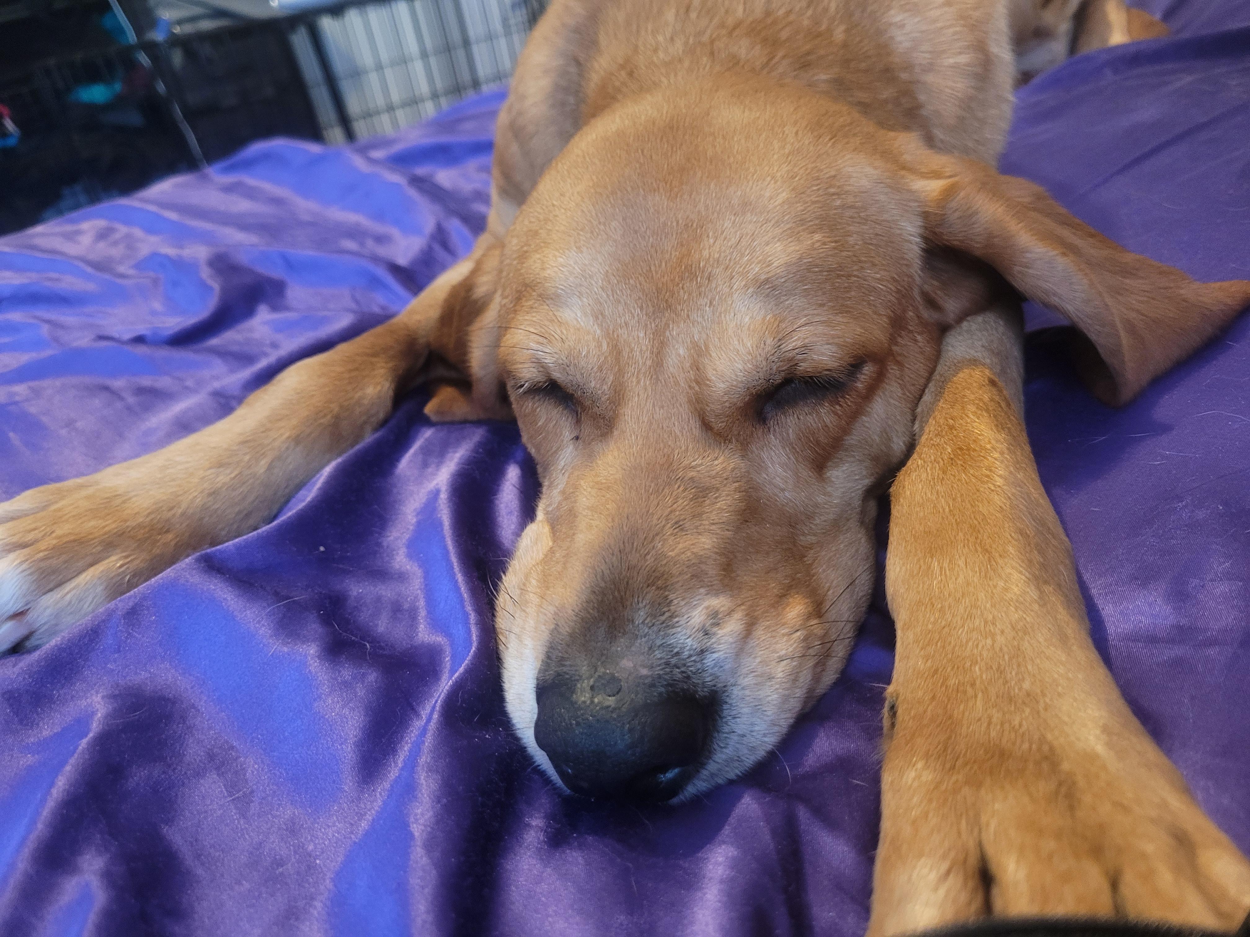 Enlarge Buttercup, a Adoptable mixed breed in Indianapolis , IN image 3/5