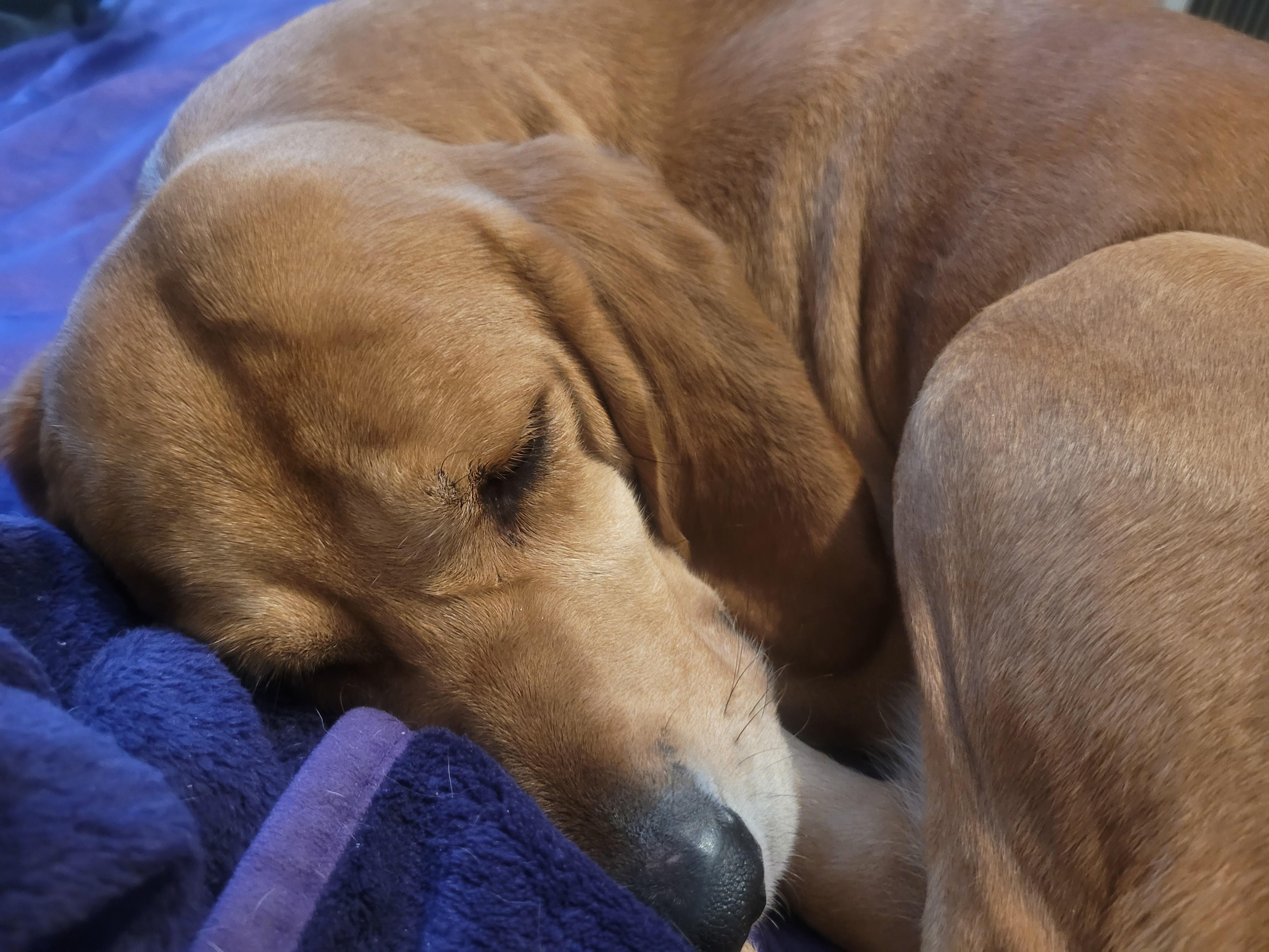 Enlarge Buttercup, a Adoptable mixed breed in Indianapolis , IN image 4/5