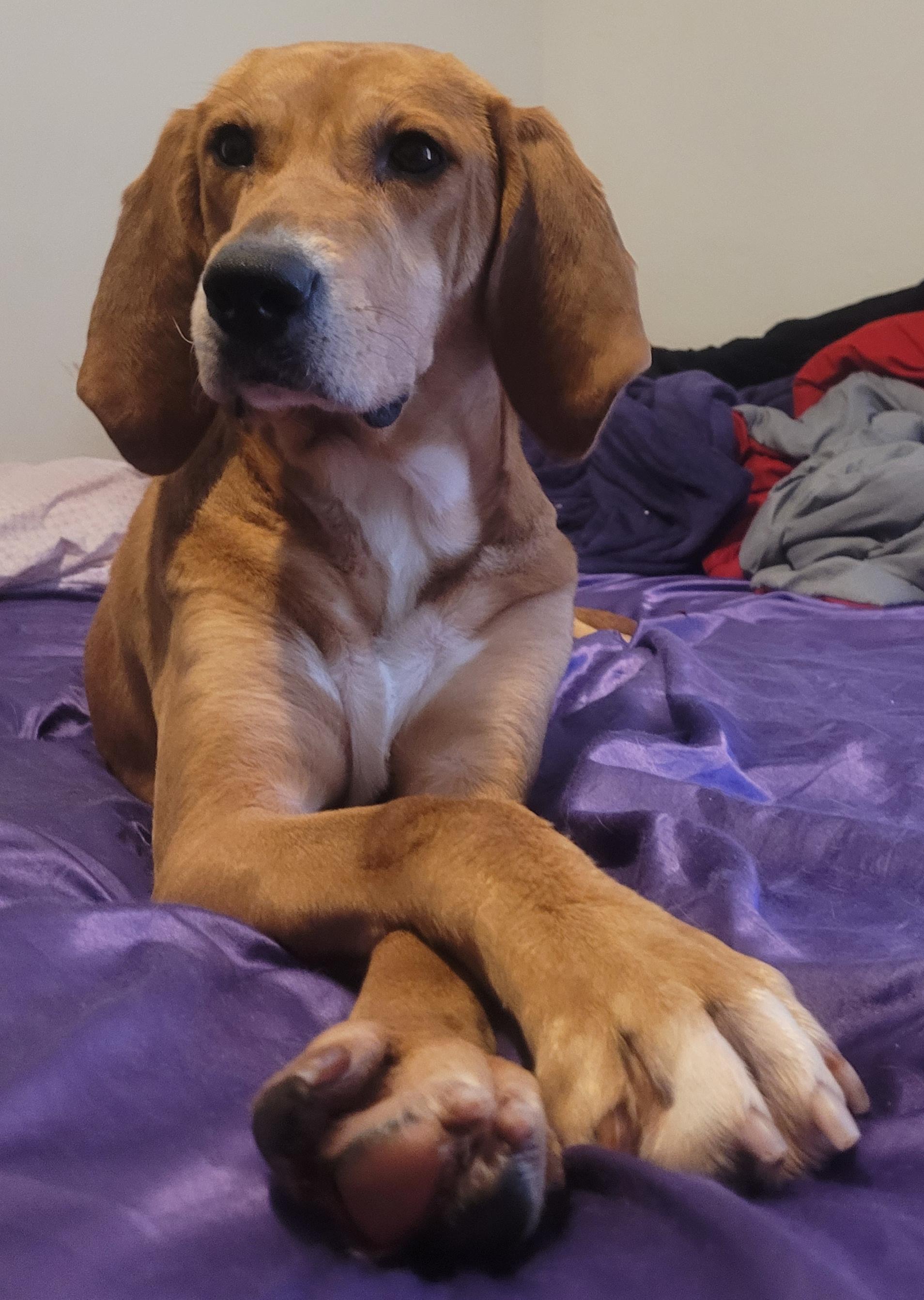 Enlarge Buttercup, a Adoptable mixed breed in Indianapolis , IN image 5/5