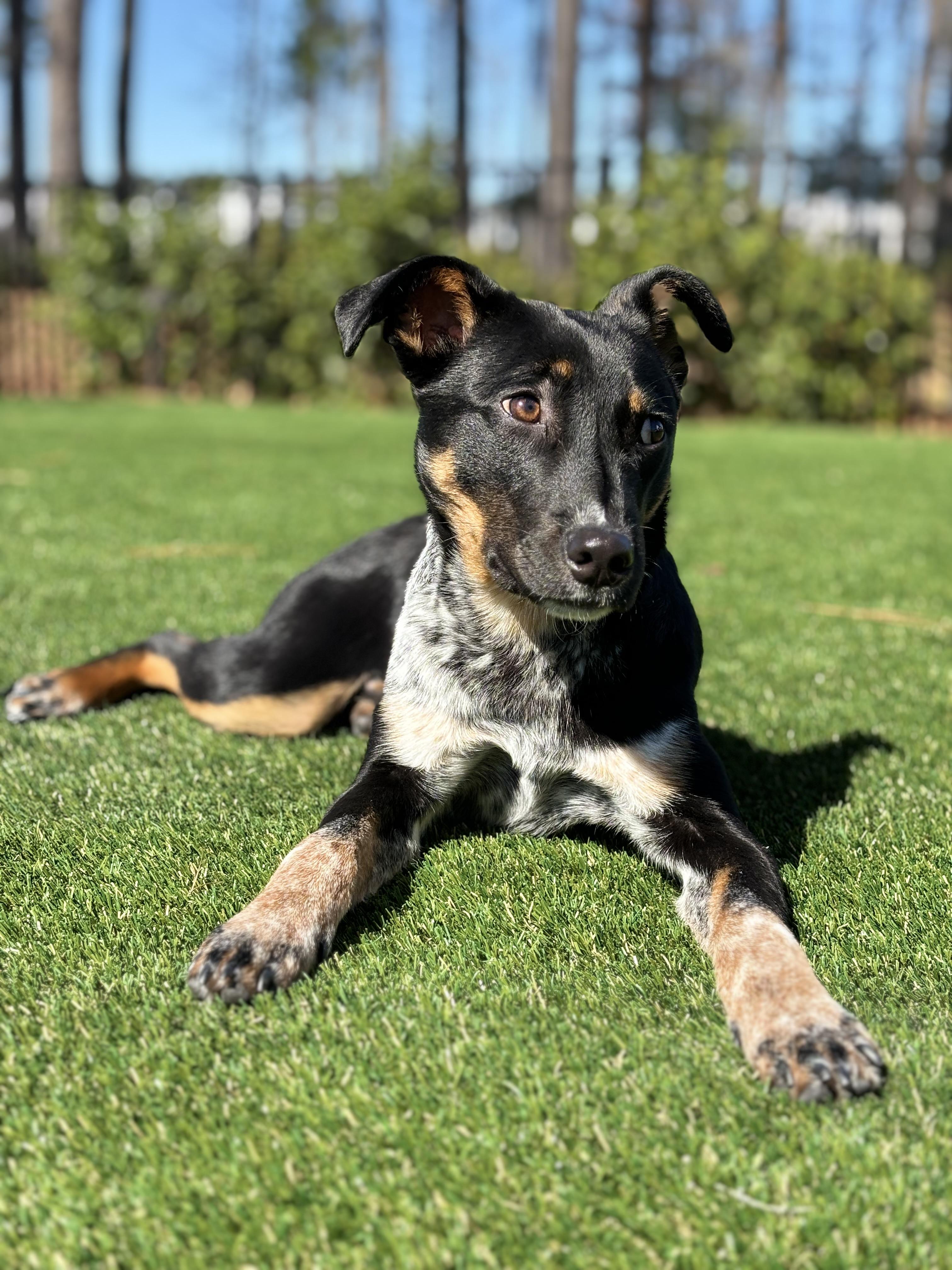 Enlarge Sammy, an adopted mixed breed in charleston, SC image 1/2