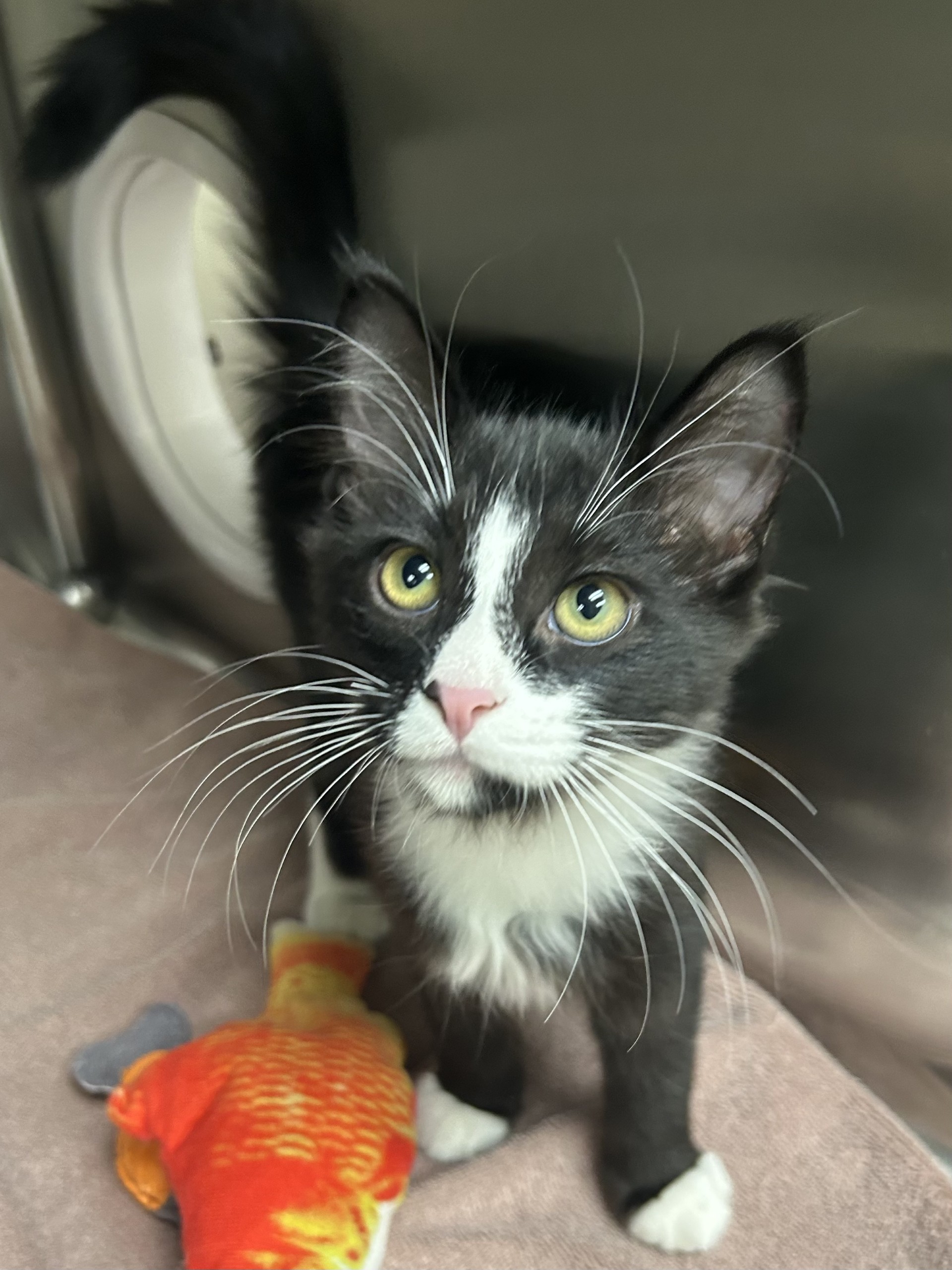 Enlarge Twig, a Adoptable Domestic Medium Hair in Battle Creek, MI image 5/5