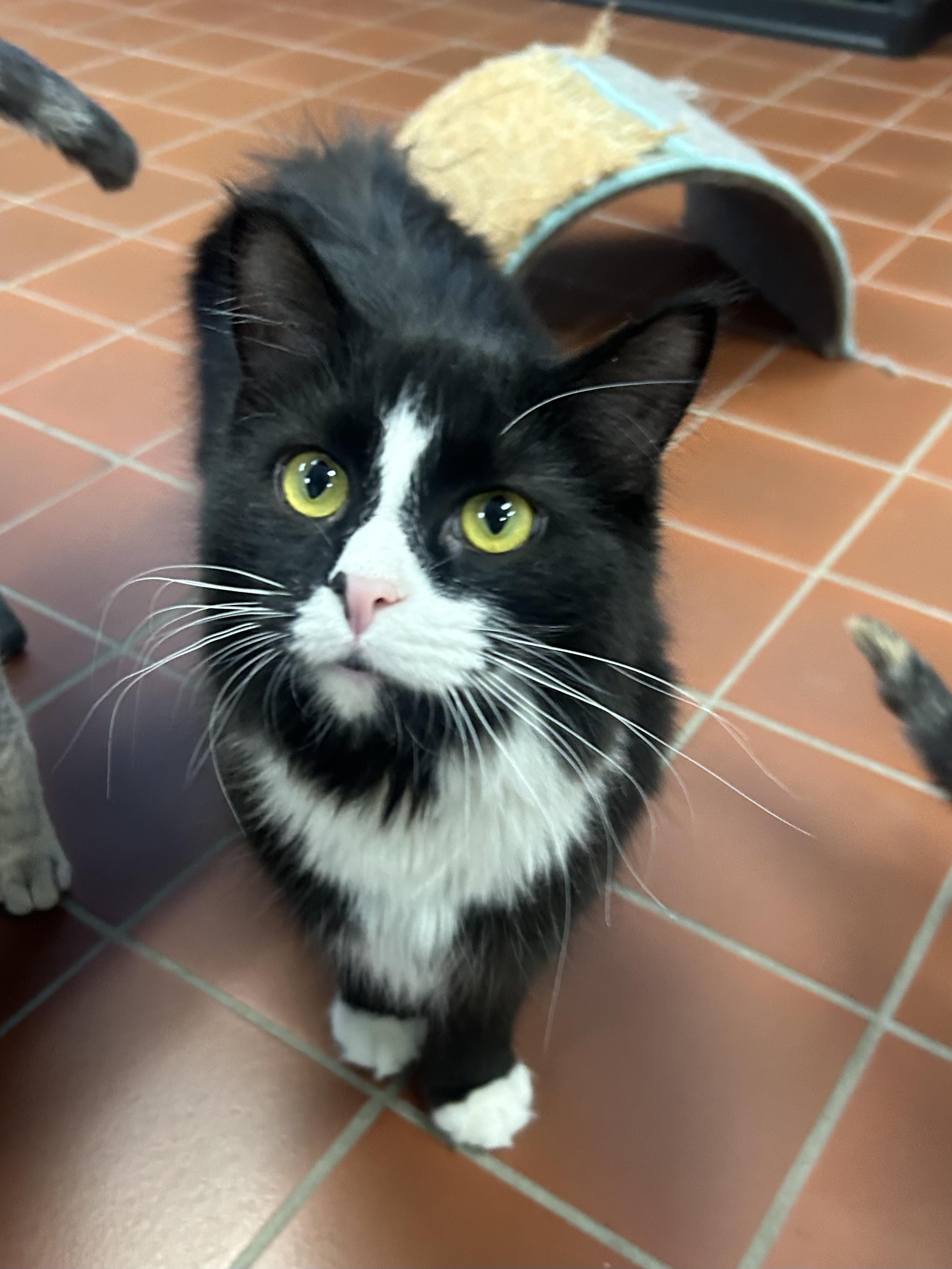 Enlarge Twig, a Adoptable Domestic Medium Hair in Battle Creek, MI image 2/5