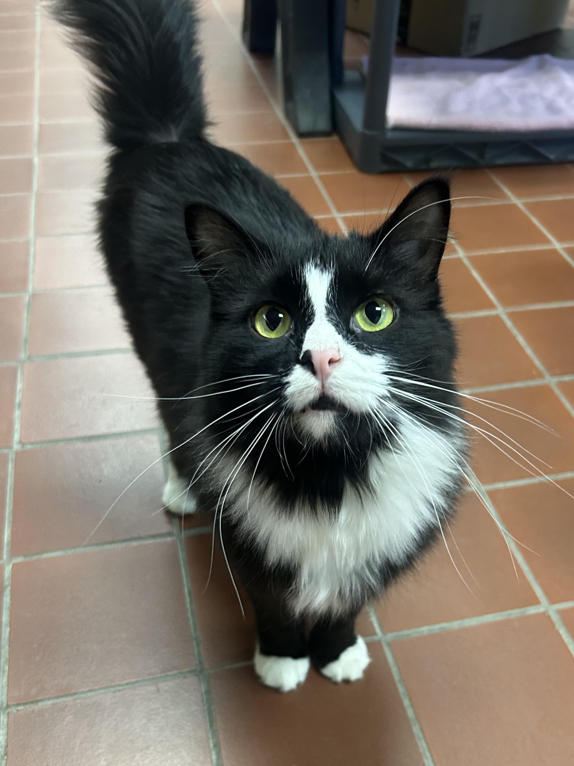 Twig, Adoptable, Young Male Domestic Medium Hair.