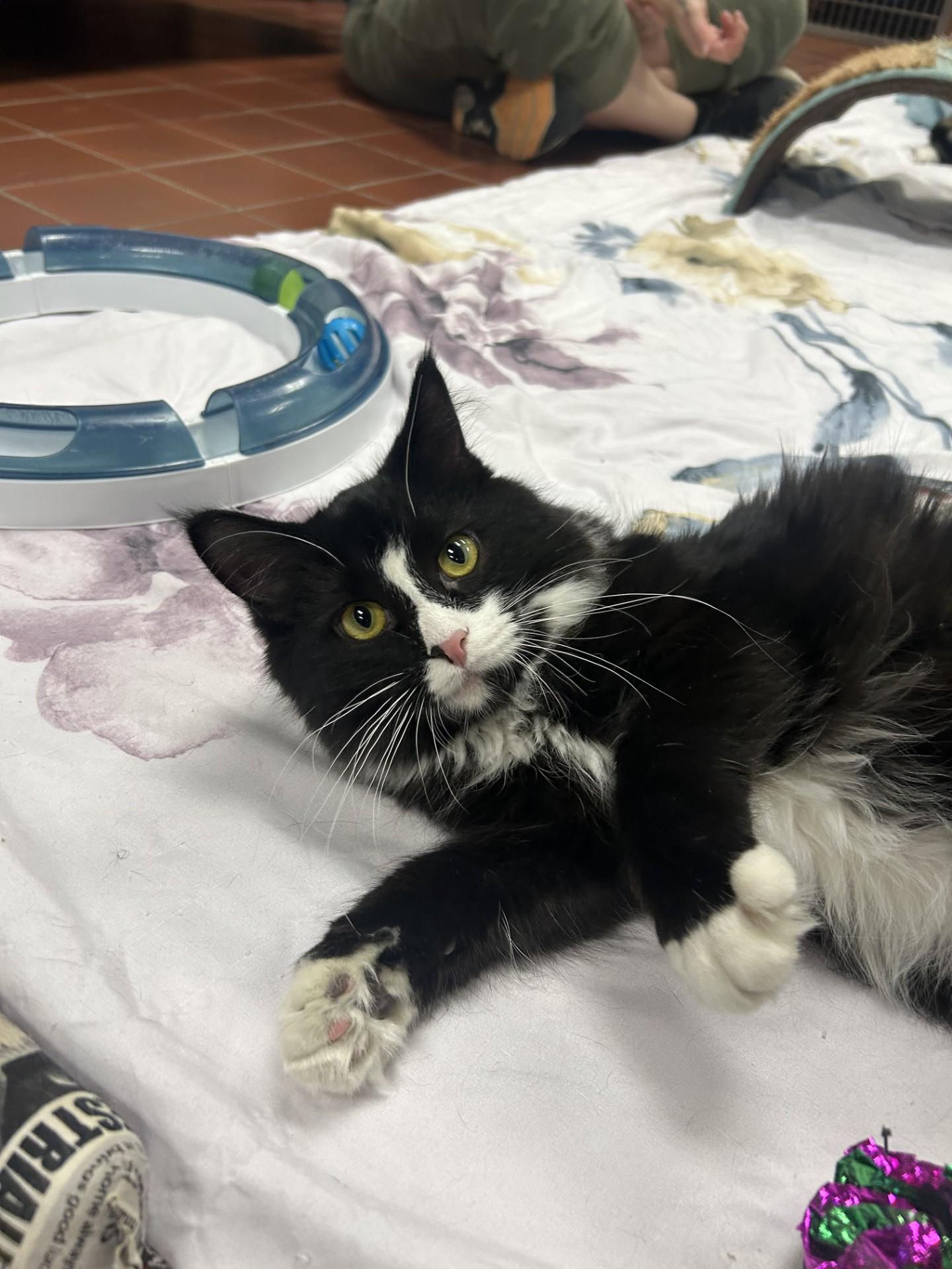 Enlarge Twig, a Adoptable Domestic Medium Hair in Battle Creek, MI image 4/5