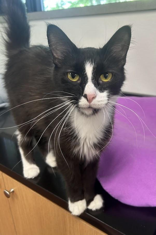 Enlarge Twig, a Adoptable Domestic Medium Hair in Battle Creek, MI image 3/5