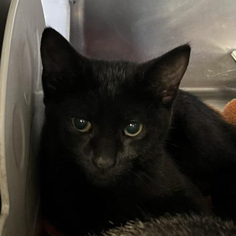 Avid 2, Adoptable, Kitten Female Domestic Short Hair.