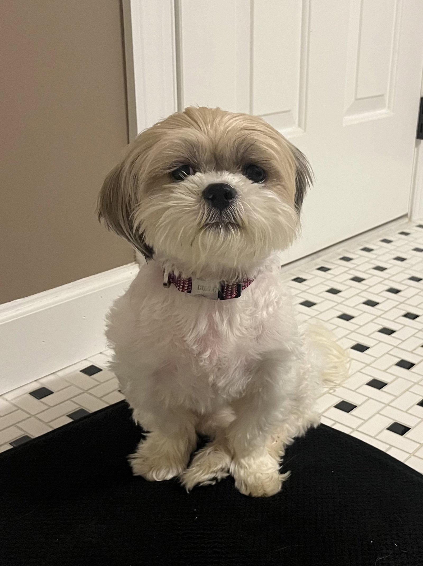 Coco, Adopted, Adult Female Shih Tzu.